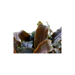 BUCEPHALANDRA 'KEDAGANG' 139B