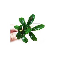 Bucephalandra green wavy "In Vitro"