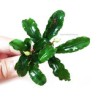 Bucephalandra green wavy "In Vitro"