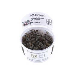 BUCEPHALANDRA KEDAGANG 139B TC