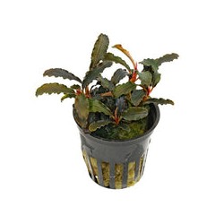 Bucephalandra Kedagang Purple