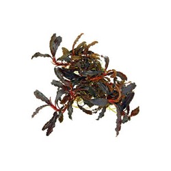 Bucephalandra Kedagang Purple