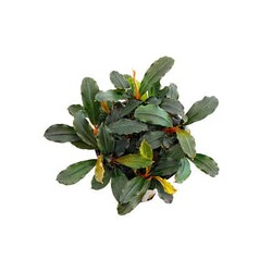 Bucephalandra Mini phantom