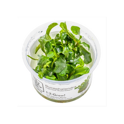 BUCEPHALANDRA PYGMAEA BUKIT KELAM 139 TC