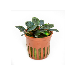 BUCEPHALANDRA SORDIDULA BLUE 139D