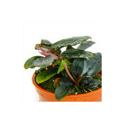 BUCEPHALANDRA SORDIDULA BLUE 139D