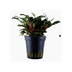 BUCEPHALANDRA SP 'RED' 139A