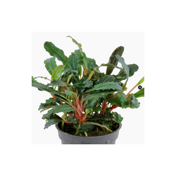 BUCEPHALANDRA SP 'RED' 139A