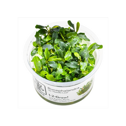 BUCEPHALANDRA SP NEEDLE LEAF 139C TC