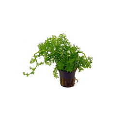 Ceratopteris Thalictroides (Helecho de Sumatra)