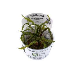CRYPTOCORYNE CRISPATULA 125 TC