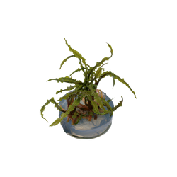 CRYPTOCORYNE CRISPATULA 125 TC