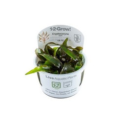 CRYPTOCORYNE NURII 126 TC