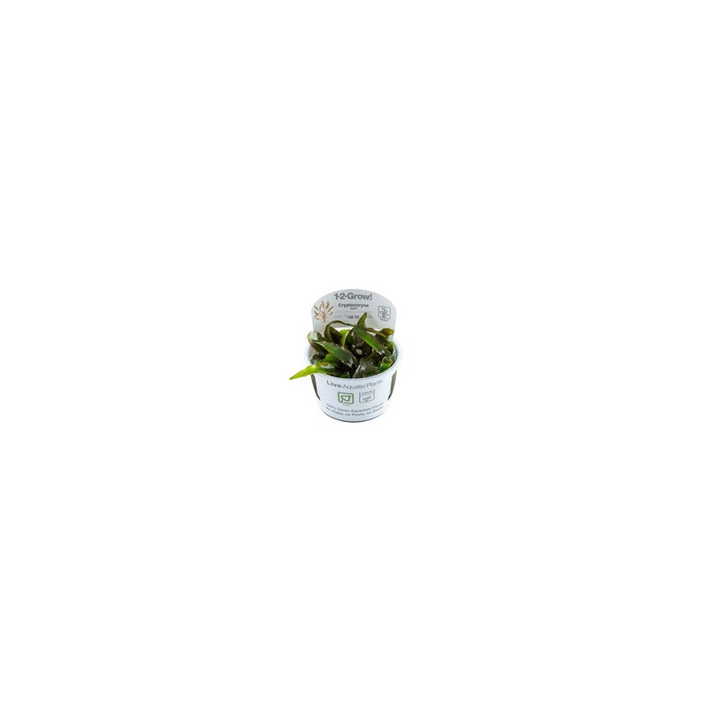 CRYPTOCORYNE NURII 126 TC