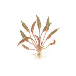 CRYPTOCORYNE NURII 126 TC