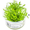 CRYPTOCORYNE PARVA 106 TC