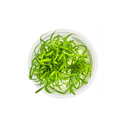 CRYPTOCORYNE PARVA 106 TC