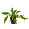 Cryptocoryne undulata broad leaves maceta