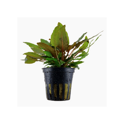 CRYPTOCORYNE WENDTII 'TROPICA' 109E