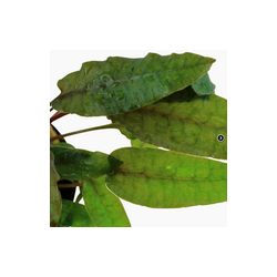 CRYPTOCORYNE WENDTII 'TROPICA' 109E