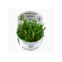 CRYPTOCORYNE WENDTII GREEN 109 TC