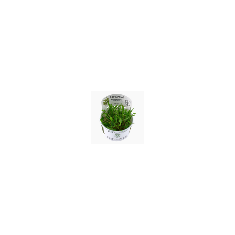 CRYPTOCORYNE WENDTII GREEN 109 TC