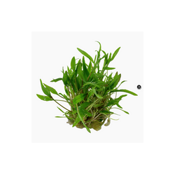 CRYPTOCORYNE WENDTII GREEN 109 TC