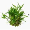 CRYPTOCORYNE WENDTII GREEN 109 TC