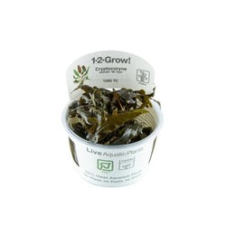 CRYPTOCORYNE WENDTII MI OYA 109D TC