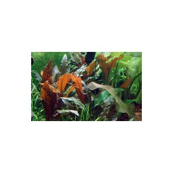 CRYPTOCORYNE WENDTII MI OYA 109D TC