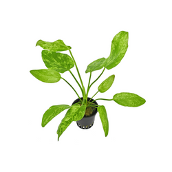 Echinodorus Marble Queen