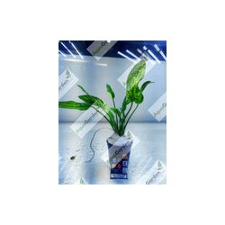 Echinodorus Marble Queen