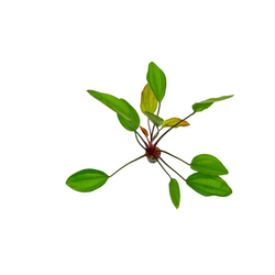 Echinodorus Oriental