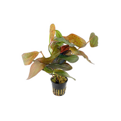 Echinodorus Ozelot "Red"