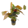 Echinodorus Ozelot "Red"