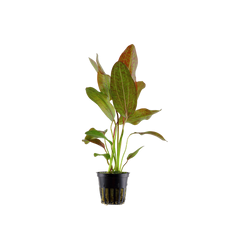 ECHINODORUS OZELOT POTTED 073F