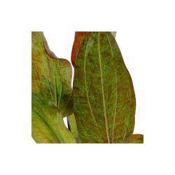 ECHINODORUS OZELOT POTTED 073F