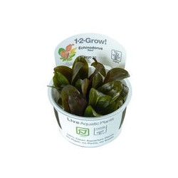 ECHINODORUS RENI 072D TC