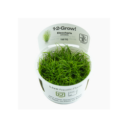 ELEOCHARIS ACICULARIS 133 TC