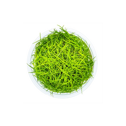 ELEOCHARIS ACICULARIS 133 TC