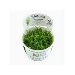 ELEOCHARIS ACICULARIS 133 TC