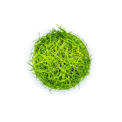 ELEOCHARIS ACICULARIS 133 TC