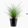 ELEOCHARIS PARVULA 132C