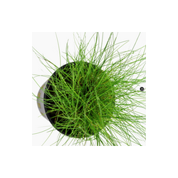 ELEOCHARIS PARVULA 132C