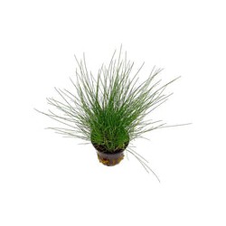 Eleocharis Parvula Mini