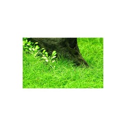 Eleocharis Parvula Mini