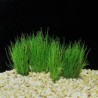 Eleocharis Pusilla