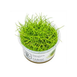 ELEOCHARIS PUSILLA 'MINI' 132B TC