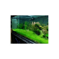 Eliocharis Acicularis