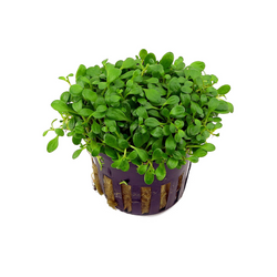 Glossostigma Elatinoides